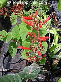 Sinningia sp., Siningia