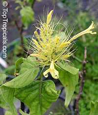 Schaueria flavicoma, Golden Plume Schaueria flavicoma, Golden Plume
