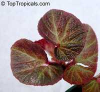 Begonia sp., Begonia Begonia sp., Begonia