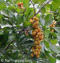 Cupaniopsis anacardioides, Carrotwood