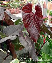 Anthurium sp., Tail Flower