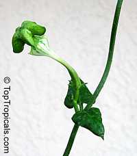 Ceropegia sandersonii, Ceropegia sandersoniae, Parachute Plant, Umbrella Flower