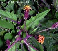 Gynura aurantiaca, Purple Passion