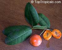 Garcinia livingstonei, Lowveld Mangosteen, Imbe, Rheedia