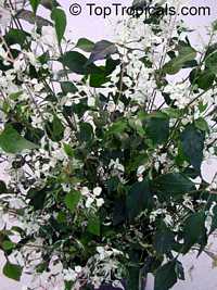 Alternanthera Snow Ball, Alternanthera Snow Ball