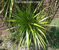 Dracaena sp., Dracaena
