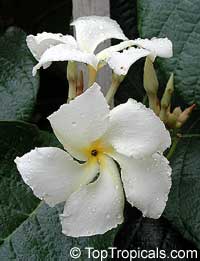 Chonemorpha penangensis, Frangipani Vine Chonemorpha penangensis, Frangipani Vine