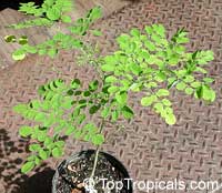 Moringa ovalifolia, Phantom Tree Moringa ovalifolia, Phantom Tree