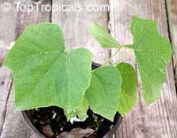 Sterculia appendiculata, Mgude, Yellow barked Sterculia
