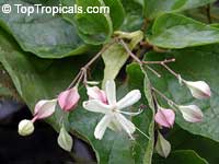 Clerodendrum trichotomum, Harlequin Glory, Clerodendron