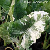 Alocasia macrorrhiza, Giant Taro, Giant Elephant Ear, Upright Elephant Ear, Pai