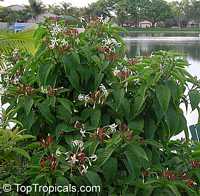 Clerodendrum minahasse, Fountain Clerodendrum, Clerodendron, Tube Flower