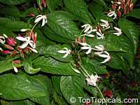 Clerodendrum minahasse, Fountain Clerodendrum, Clerodendron, Tube Flower