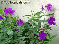 Tibouchina urvilleana, Tibouchina semidecandra, Lasiandra semidecandra , Glory Flower, Princess Flower