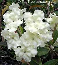 Brunfelsia gigantea - Lady of the Night

Click to see full-size image