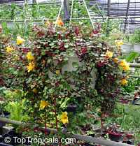 Impatiens repens, Balsam, Busy Lizzie