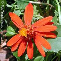 Senecio confusus, Pseudogynoxus confusus, Pseudogynoxus chenopodiodes, Mexican Flame Vine, Orangeglow Vine Senecio confusus, Pseudogynoxus confusus, Pseudogynoxus chenopodiodes, Mexican Flame Vine, Orangeglow Vine