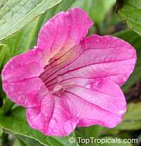 Ruellia macrantha, Christmas Pride ruellia
