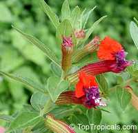 Cuphea llavea, Cuphea barbigera