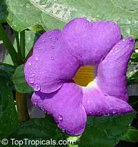 Thunbergia battiscombei, Bengal Clock Vine, Blue Trumpet Vine, Blue Sky vine, Scrambling sky flower, Blue Glory Thunbergia battiscombei, Bengal Clock Vine, Blue Trumpet Vine, Blue Sky vine, Scrambling sky flower, Blue Glory