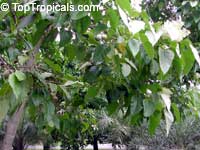 Aleurites moluccana, Aleurites triloba, Croton moluccanus, Candlenut oil tree, Candleberry, Varnish tree, Indian or Belgaum Walnut, Kemiri, Kukui nut tree