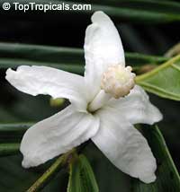 Quararibea funebris Quararibea funebris