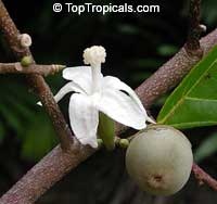 Quararibea funebris Quararibea funebris