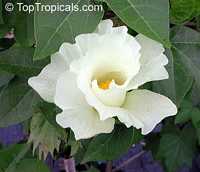 Gossypium herbaceum, Cotton, Levant Cotton
