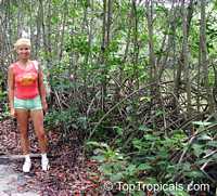 Rhizophora mangle, Red Mangrove