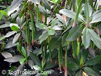 Rhizophora mangle, Red Mangrove