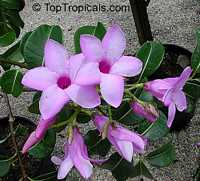 Cryptostegia grandiflora, Rubber vine, Purple Allamanda