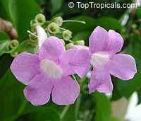Mansoa alliacea, Pachyptera hymenaea, Pseudocalymma alliacea, Cydista aequinoctialis, Garlic Vine