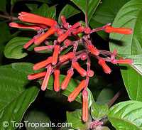 Hamelia patens
