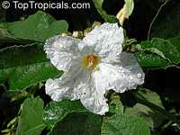 Cordia boissieri, Cordia superba, Texas Olive, Anacahuita