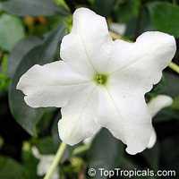 Brunfelsia nitida, Brunfelsia