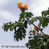 Spathodea campanulata, African Tulip Tree, Scarlet Bell Tree, Fountain Tree Spathodea campanulata, African Tulip Tree, Scarlet Bell Tree, Fountain Tree