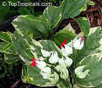 Clerodendrum thomsoniae, Bleeding heart, Glory bower, Clerodendron Clerodendrum thomsoniae, Bleeding heart, Glory bower, Clerodendron