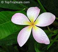 Plumeria sp., Plumeria Plumeria sp., Plumeria