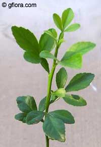 Poncirus trifoliata, Hardy Orange