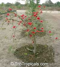 Calliandra tweedii, Inga pulcherrima, Red tassel flower Calliandra tweedii, Inga pulcherrima, Red tassel flower