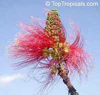 Calliandra calothyrsus