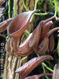 Aristolochia maxima, Dutchman�s Pipe