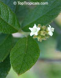 Cordia rupicola, Varronia rupicola, Puerto Rico Manjack, Cliff Manjack Cordia rupicola, Varronia rupicola, Puerto Rico Manjack, Cliff Manjack