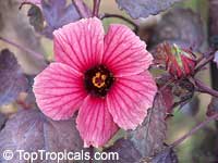 Hibiscus acetosella, African Rosemallow, Maple Sugar, Red Hibiscus, Cranberry Shield