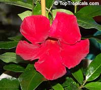 Dipladenia sanderi, Mandevilla sanderi, Mandevilla
