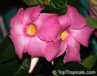 Dipladenia sanderi, Mandevilla sanderi, Mandevilla