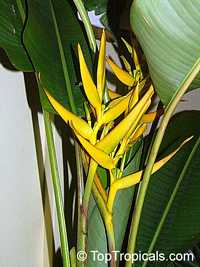 Heliconia angusta, Christmas Heliconia
