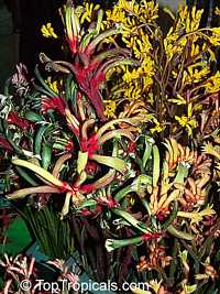 Anigozanthos sp., Kangaroo Paw
