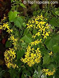 Senecio mikanioides, Delairea odorata, German Ivy, Water Ivy, Parlor Ivy