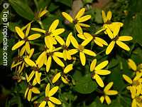 Senecio mikanioides, Delairea odorata, German Ivy, Water Ivy, Parlor Ivy